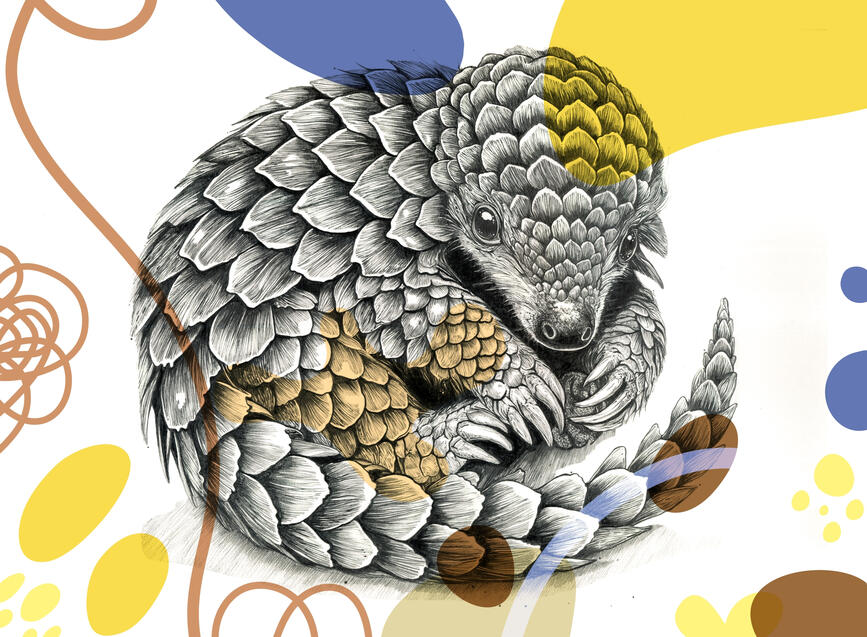 ベビーセンザンコウ