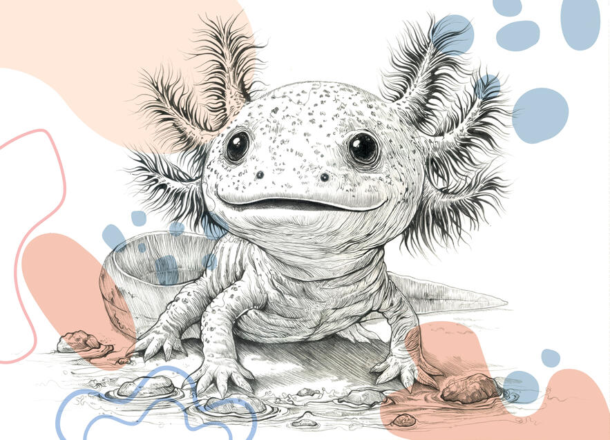 ベビーウーパールーパー