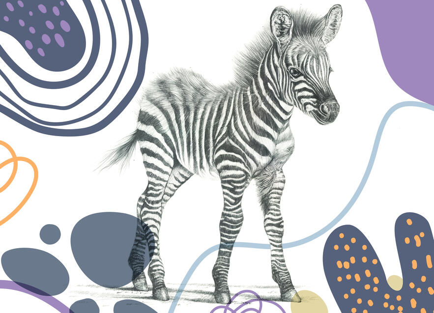 ベビーシマウマ