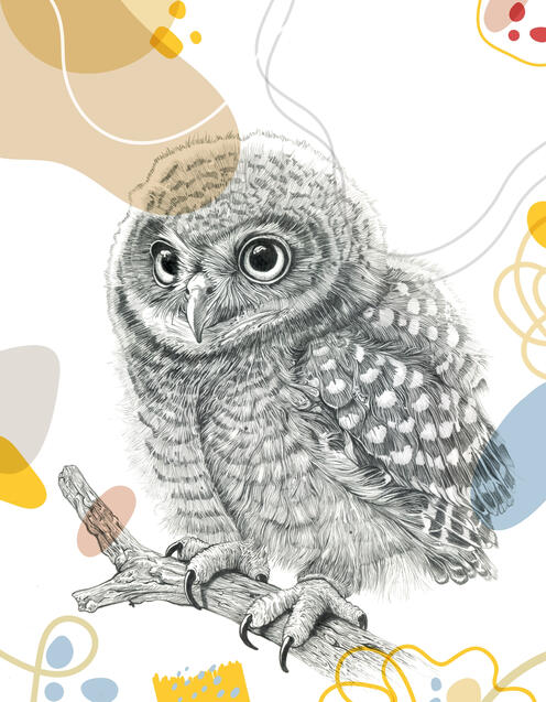 ベビーフクロウ