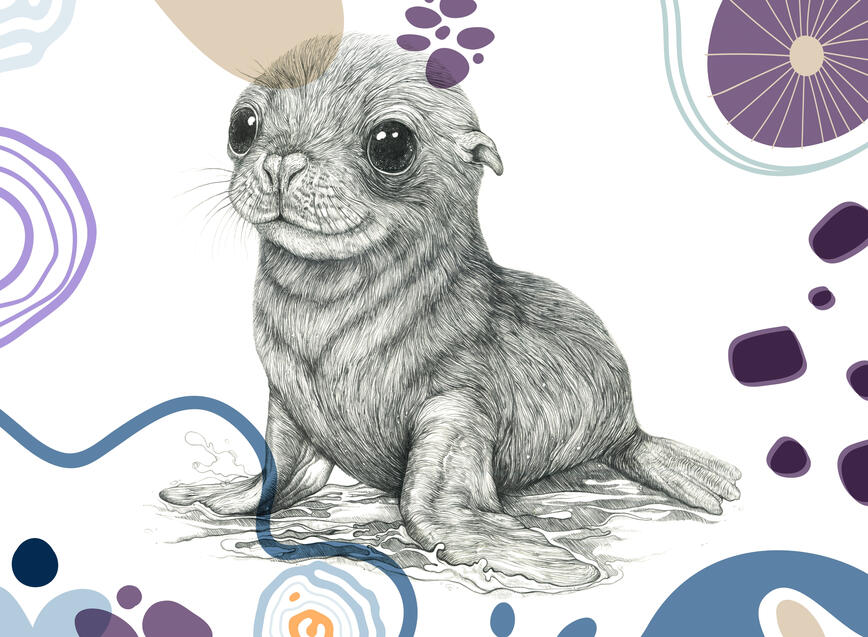 ベビーカリフォニアアシカ