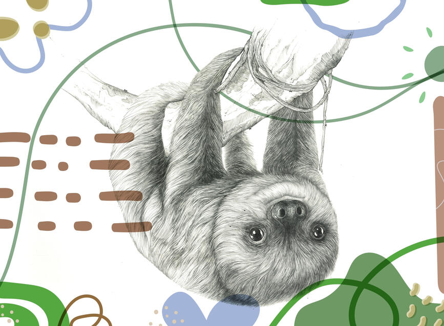 ベビーナマケモノ